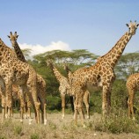 Les chrétiens sont des girafes… La dernière homélie de père Emmanuel